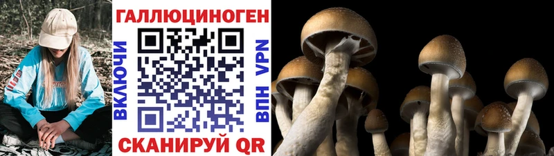 Псилоцибиновые грибы Psilocybine cubensis  Ясный 